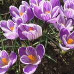 Krokus (Crocus vernus) ´PICKWICK´ - 2-3 cibuľky v kvetináči, kont. P11